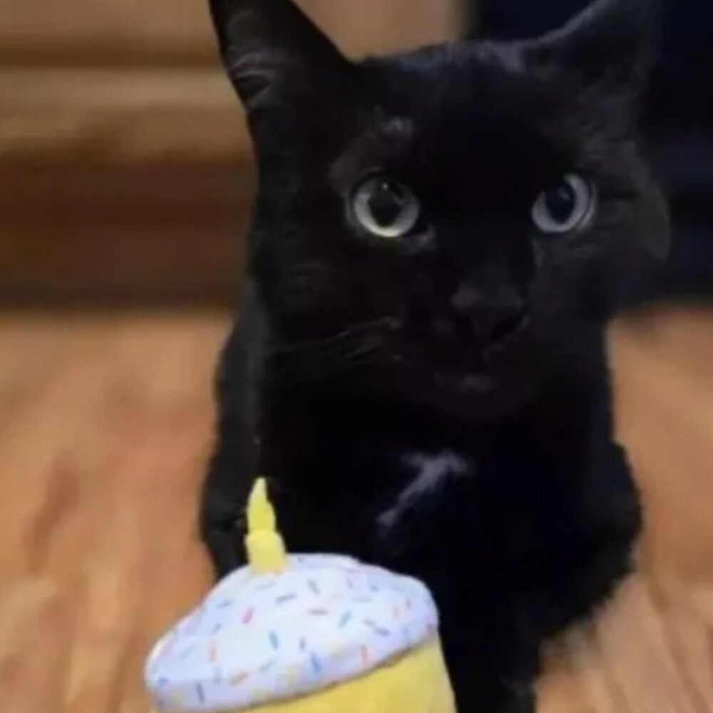 Multipet Birthday Cupcake Cat Toy